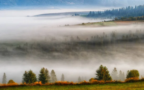 Mistige Ochtend Een Pittoreske Herfst Dageraad Karpaten — Stockfoto