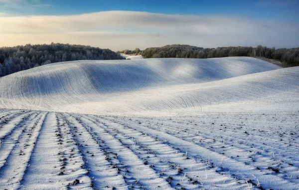 winter field. a picturesque winter morning on a hilly field