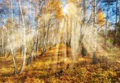 Картина, постер, плакат, фотообои "foggy forest. autumn morning in a picturesque forest", артикул 180951718