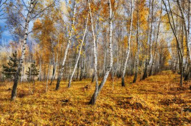 sisli orman. pitoresk ormandaki bir sonbahar sabahı