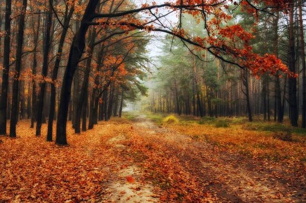 sisli orman. pitoresk ormandaki bir sonbahar sabahı