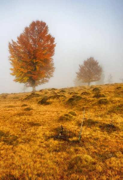 Forêt Brumeuse Matin Automne Dans Une Forêt Pittoresque — Photo