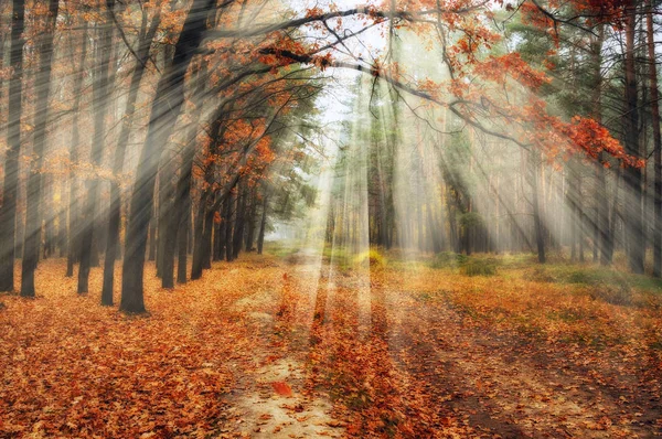 Ομιχλώδες Δάσος Φθινόπωρο Πρωί Ένα Γραφικό Δάσος — Φωτογραφία Αρχείου