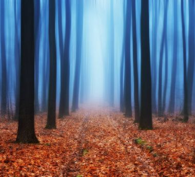 sonbahar orman. sisli bir pitoresk orman sabah