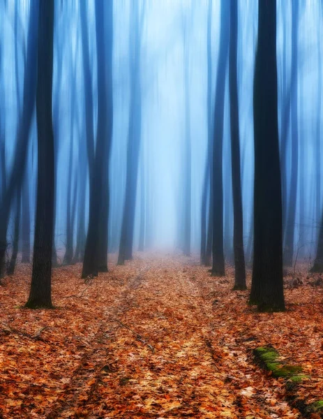Autumn Forest Foggy Morning Picturesque Forest — Stock Photo, Image
