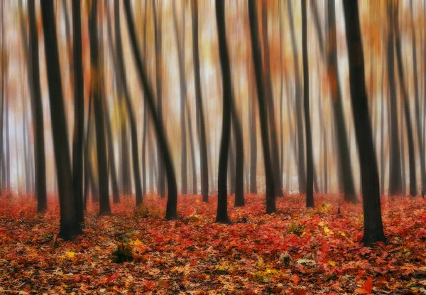 秋の森 美しい森の霧の朝 — ストック写真