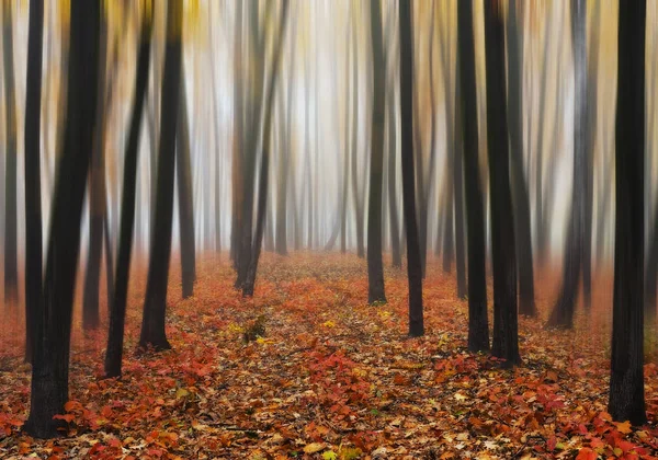 Foresta Autunnale Mattina Nebbiosa Una Pittoresca Foresta — Foto Stock