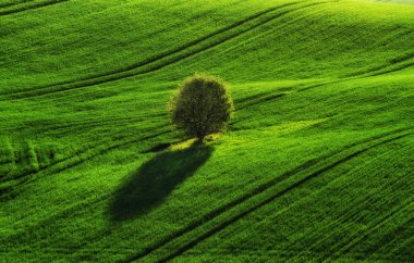 Bahar alan. pitoresk tepelik alan. Bahar tarım alanı