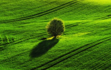 Bahar alan. pitoresk tepelik alan. Bahar tarım alanı