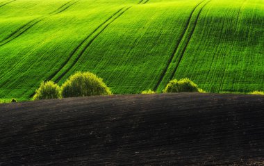 Bahar alan. pitoresk tepelik alan. Bahar tarım alanı