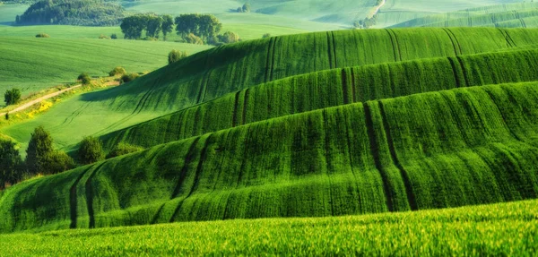 Campo Primaverile Pittoresco Campo Collinare Campo Agricolo Primavera — Foto Stock