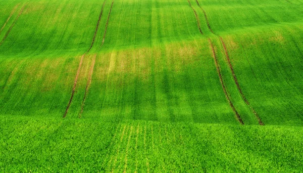 Våren Fält Pittoreska Kuperade Fält Jordbruksområdet Våren — Stockfoto