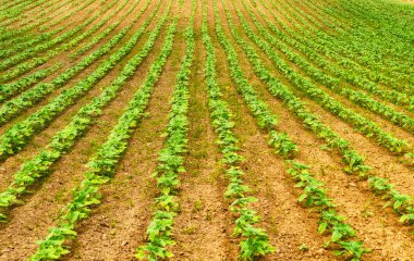 Bahar alan. satırlarının filizlenmiş tarımsal ürün. pitoresk tepelik alan. Bahar tarım alanı