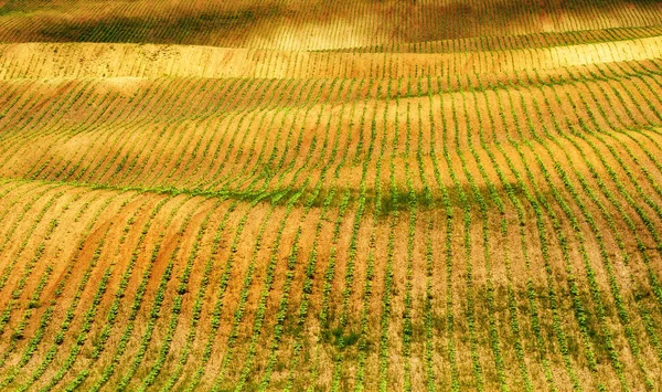 Frühlingsfeld Reihen Gekeimter Landwirtschaftlicher Nutzpflanzen Malerische Hügellandschaft Ackerland Frühjahr — Stockfoto
