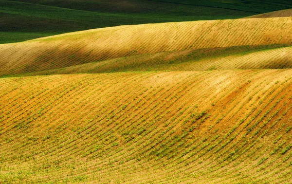 Campo Primavera Fileiras Culturas Agrícolas Germinadas Pitoresco Campo Montanhoso Campo — Fotografia de Stock