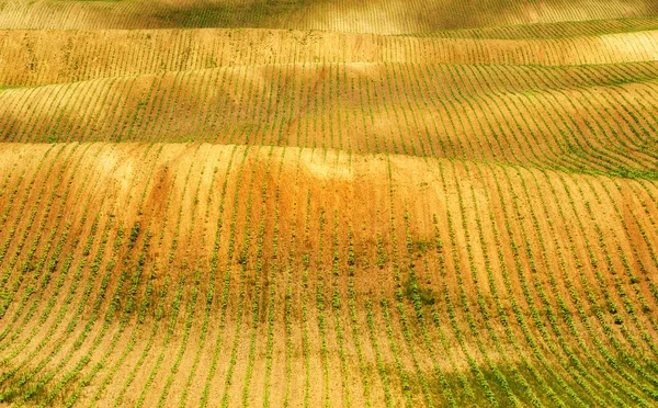 Campo Primavera Hileras Cultivos Agrícolas Germinados Pintoresco Campo Montañoso Campo — Foto de Stock