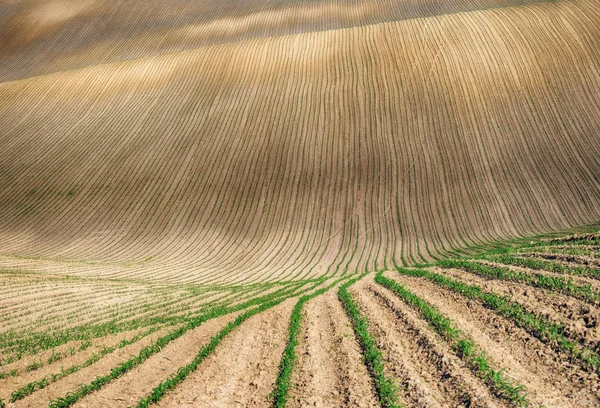 スプリング フィールド 農作物の発芽の行 美しい丘陵フィールドです 春の農業分野 — ストック写真