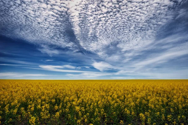 Spring Field Picturesque Rapeseed Field — Stock Photo, Image