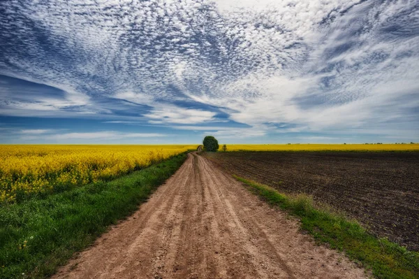 Spring Field Picturesque Rapeseed Field Road Field Cloudy Sky — Stock Photo, Image
