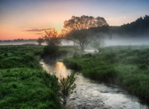 春天的早晨 在风景如画的草地上的薄雾黎明 太阳射线 — 图库照片