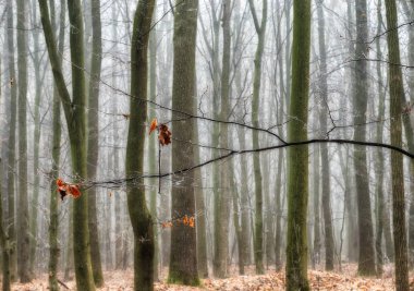 sonbahar orman. güzel bir sonbahar ormandaki sisli sabah