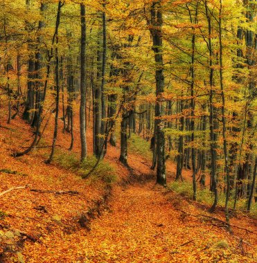 sonbahar orman. güzel bir sonbahar ormandaki sisli sabah
