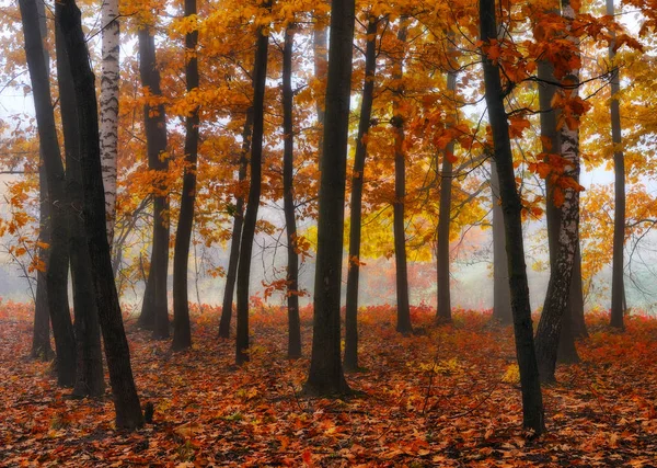秋天森林 有雾的早晨在风景如画的秋天森林里 — 图库照片