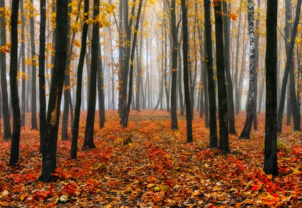 Bosque Otoño Mañana Brumosa Pintoresco Bosque Otoño — Foto de Stock