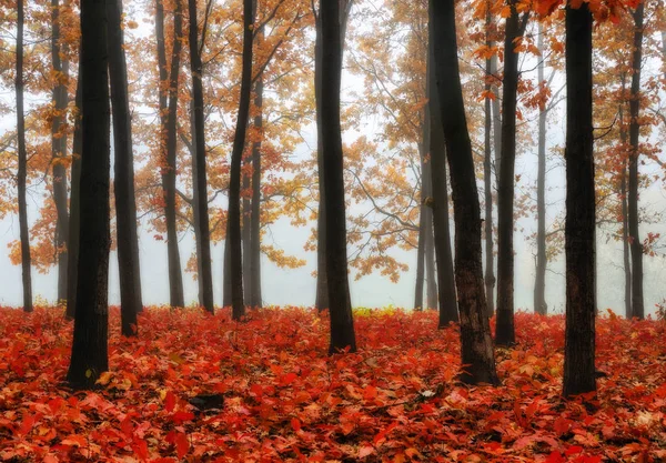 秋の森 美しい秋の森霧の朝 — ストック写真