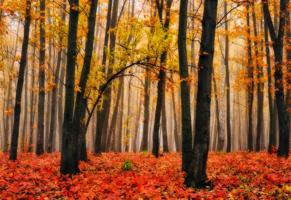 Bosque Otoño Mañana Brumosa Pintoresco Bosque Otoño — Foto de Stock