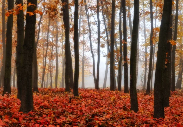 Bosque Otoño Mañana Brumosa Pintoresco Bosque Otoño — Foto de Stock