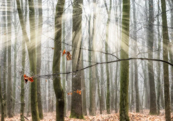 秋天森林 一个在风景如画的秋天森林里薄雾的早晨 太阳射线 — 图库照片