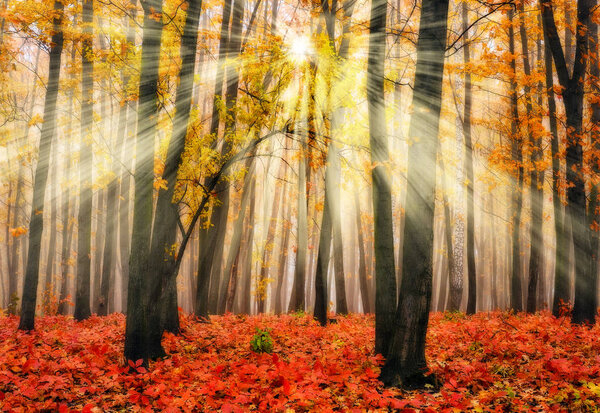 Autumn forest. a misty morning in a picturesque autumn forest. Sun rays