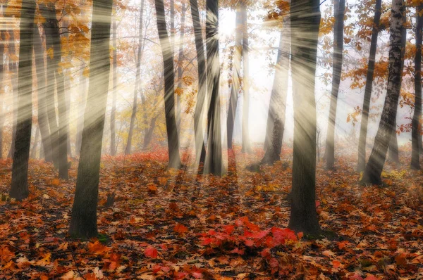 Sonbahar Orman Güzel Bir Sonbahar Orman Puslu Sabah Güneş Işınları — Stok fotoğraf