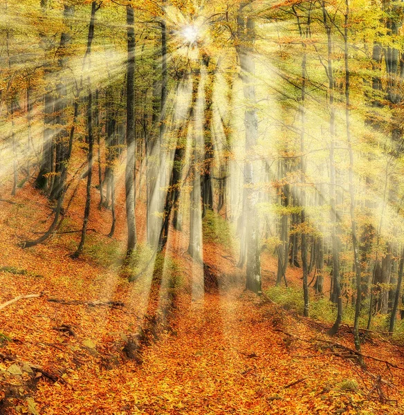 秋天森林 一个在风景如画的秋天森林里薄雾的早晨 太阳射线 — 图库照片