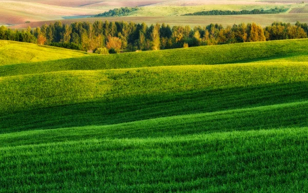 Grönt Fält Pittoreska Kullar Vackra Våren Fält — Stockfoto