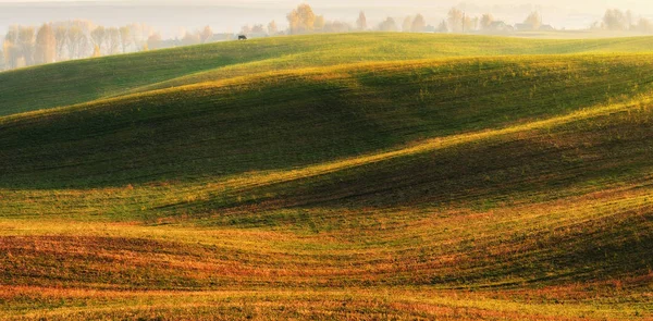 Campo Collinare Alba Autunnale Nel Campo Mattinata Tranquilla Campo Pittoresco — Foto Stock