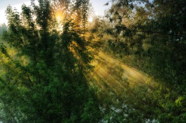 bahar sabahı. Şafak pitoresk bir Nehri yakınında