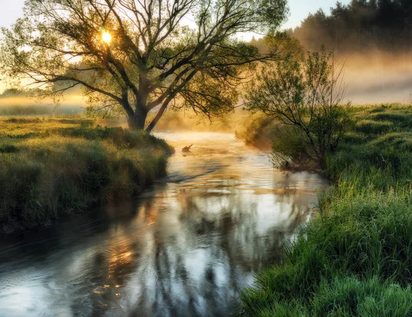 Vårmorgon Dawn Nära Pittoreska Floden — Stockfoto