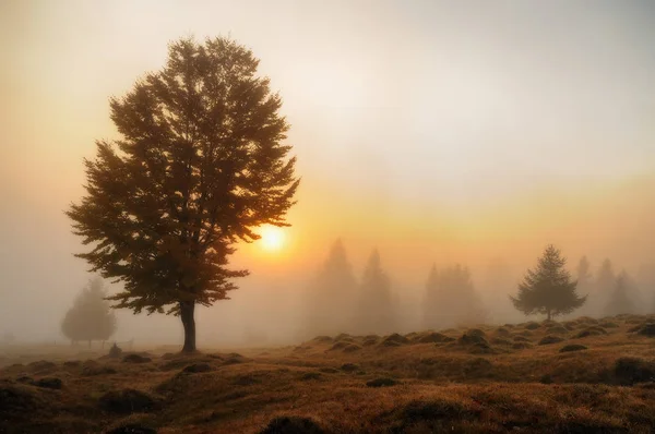 Herfst Ochtend Een Pittoreske Dageraad Karpaten — Stockfoto