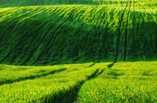 Spring Field Picturesque Hilly Field Agricultural Field Spring — Stock Photo, Image