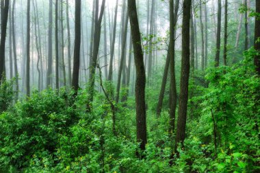Bahar orman. pitoresk orman puslu sabah. Güneş ışınları