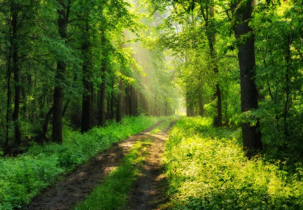 Floresta Primavera Uma Manhã Enevoada Numa Floresta Pitoresca Raios Solares — Fotografia de Stock