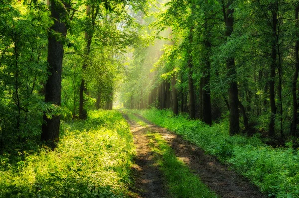 Forêt Printanière Une Matinée Brumeuse Dans Une Forêt Pittoresque Rayons — Photo