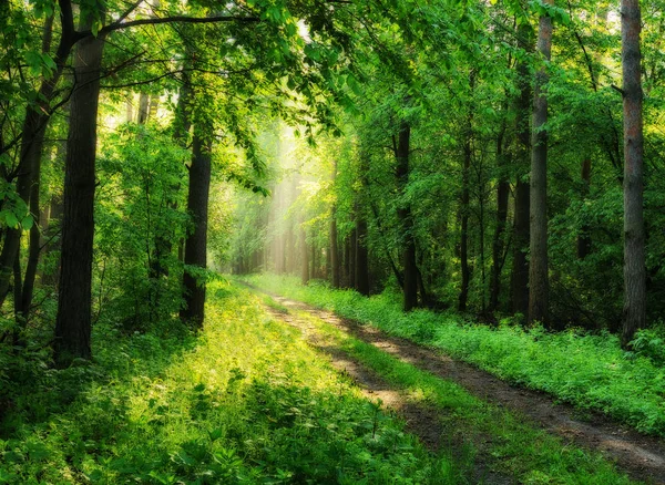 Forêt Printanière Une Matinée Brumeuse Dans Une Forêt Pittoresque Rayons — Photo