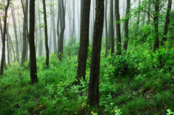 Tavaszi Erdő Egy Ködös Reggel Festői Erdőkkel Zsuzsu Hóban — Stock Fotó