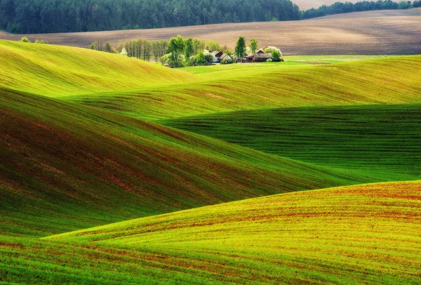 Wiosną Pola Malowniczy Pagórkowaty Pól Wiosną Dziedzinie Rolnictwa — Zdjęcie stockowe