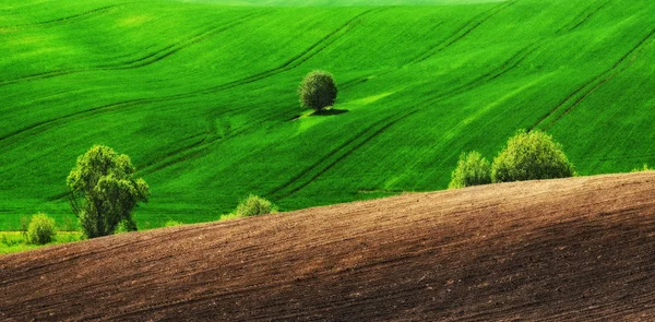 Wiosną Pola Malowniczy Pagórkowaty Pól Wiosną Dziedzinie Rolnictwa — Zdjęcie stockowe