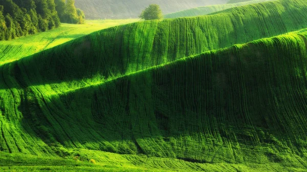 Campo Primaverile Pittoresco Campo Collinare Campo Agricolo Primavera — Foto Stock