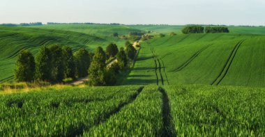Resimli tepe tarlası. tarımsal alan